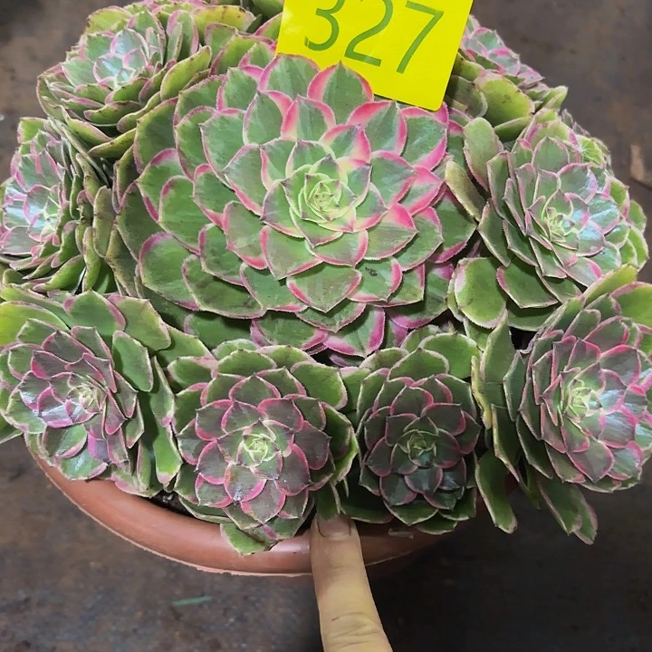 多肉植物福利327个