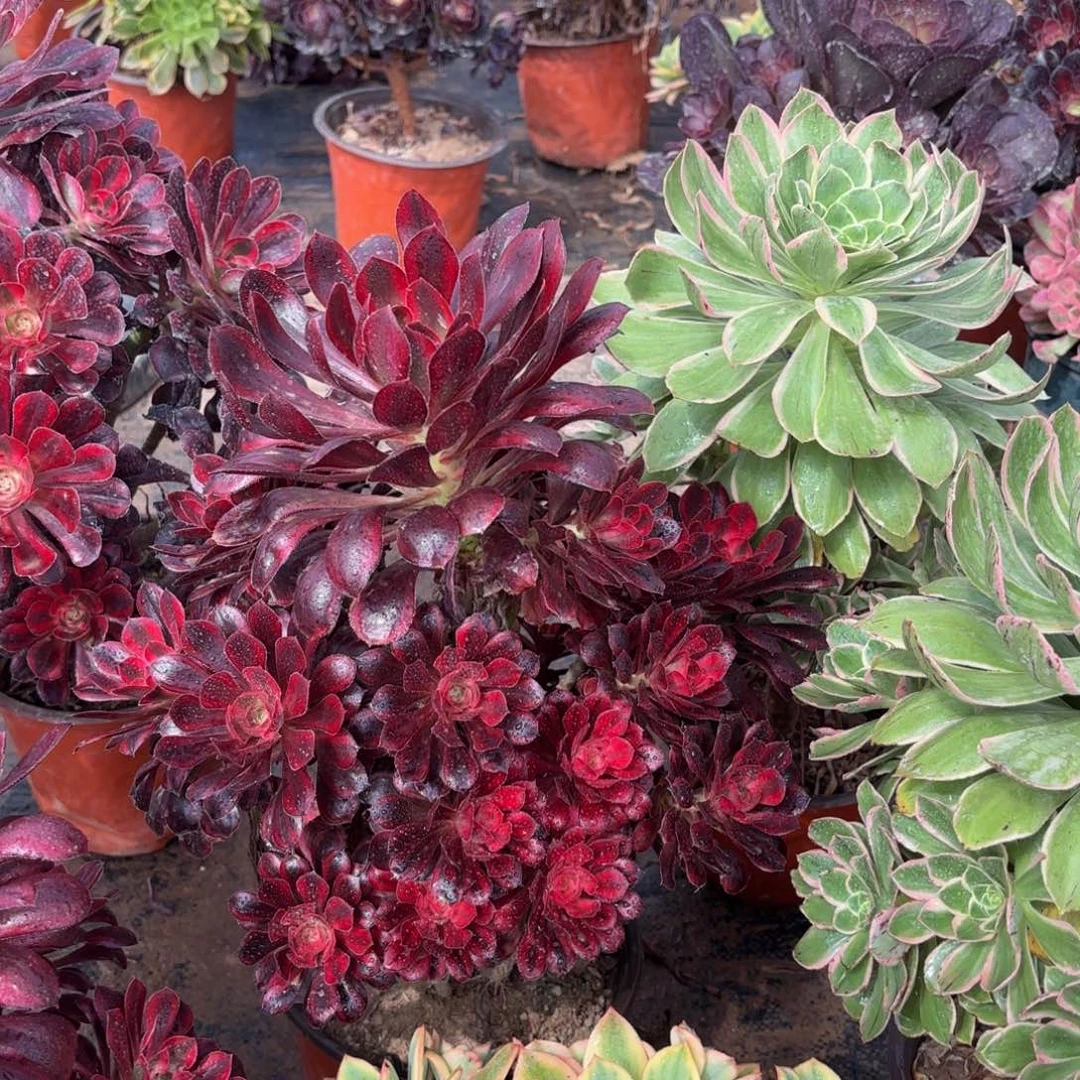 香奈儿大颗19.8多肉植物