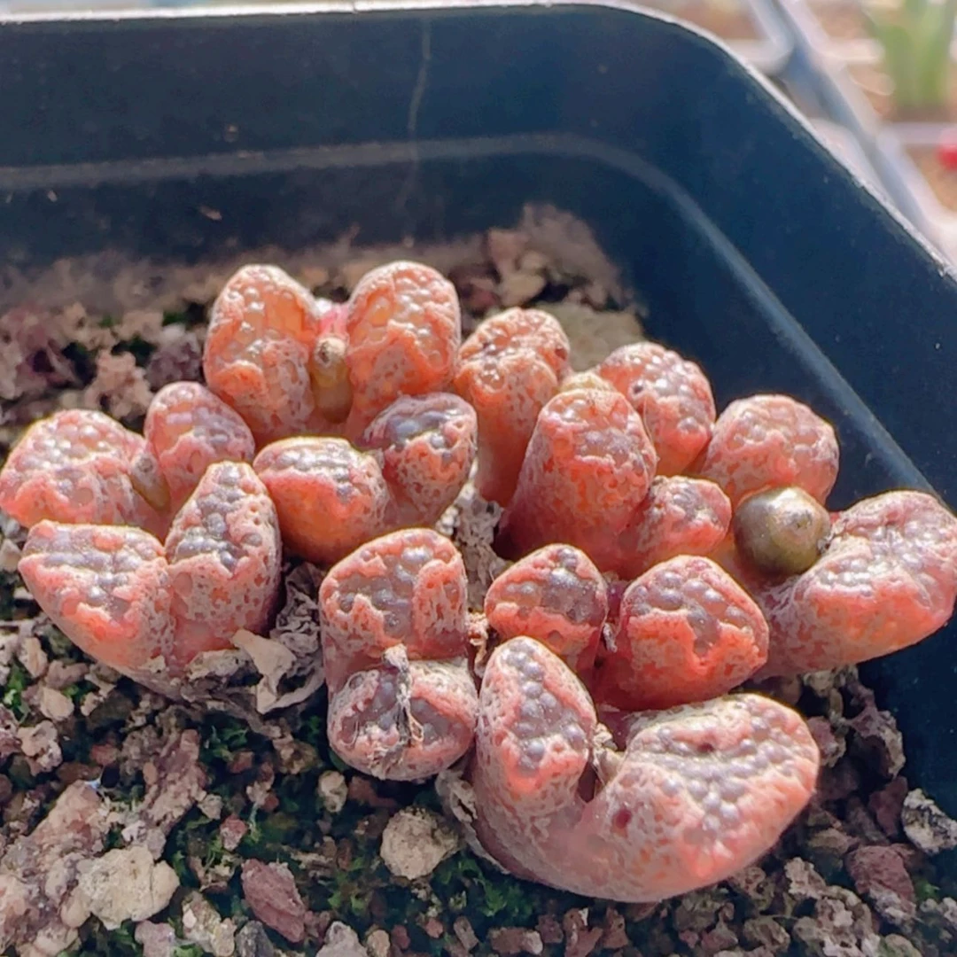 【闪购商品】21645