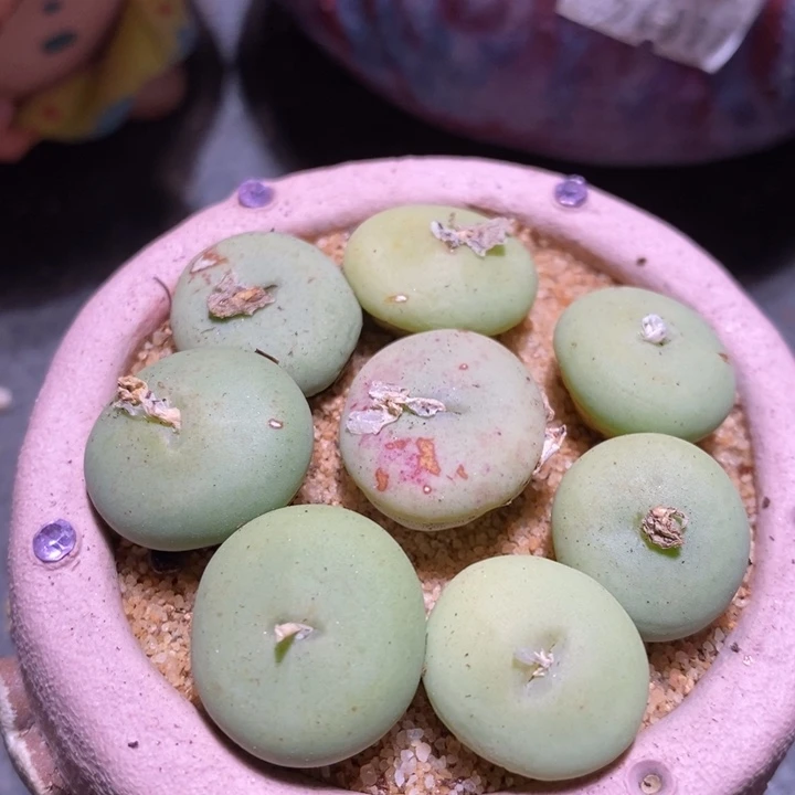 单头紫花饼一颗 买1送1