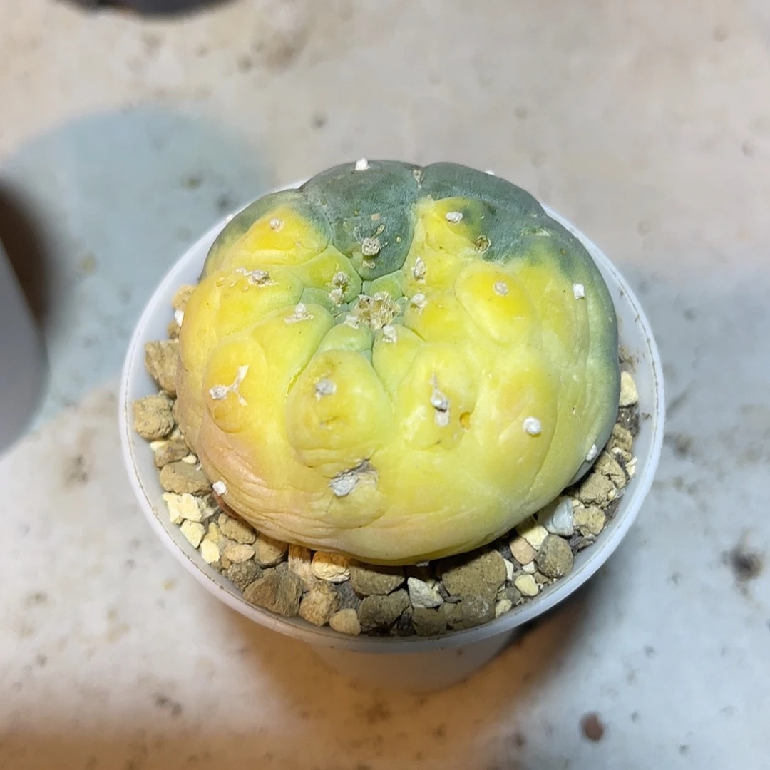 日系大尤龟甲鱼锦一物一拍