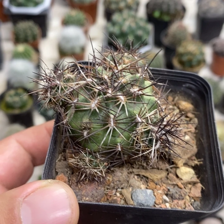 达氏青花虾群特价