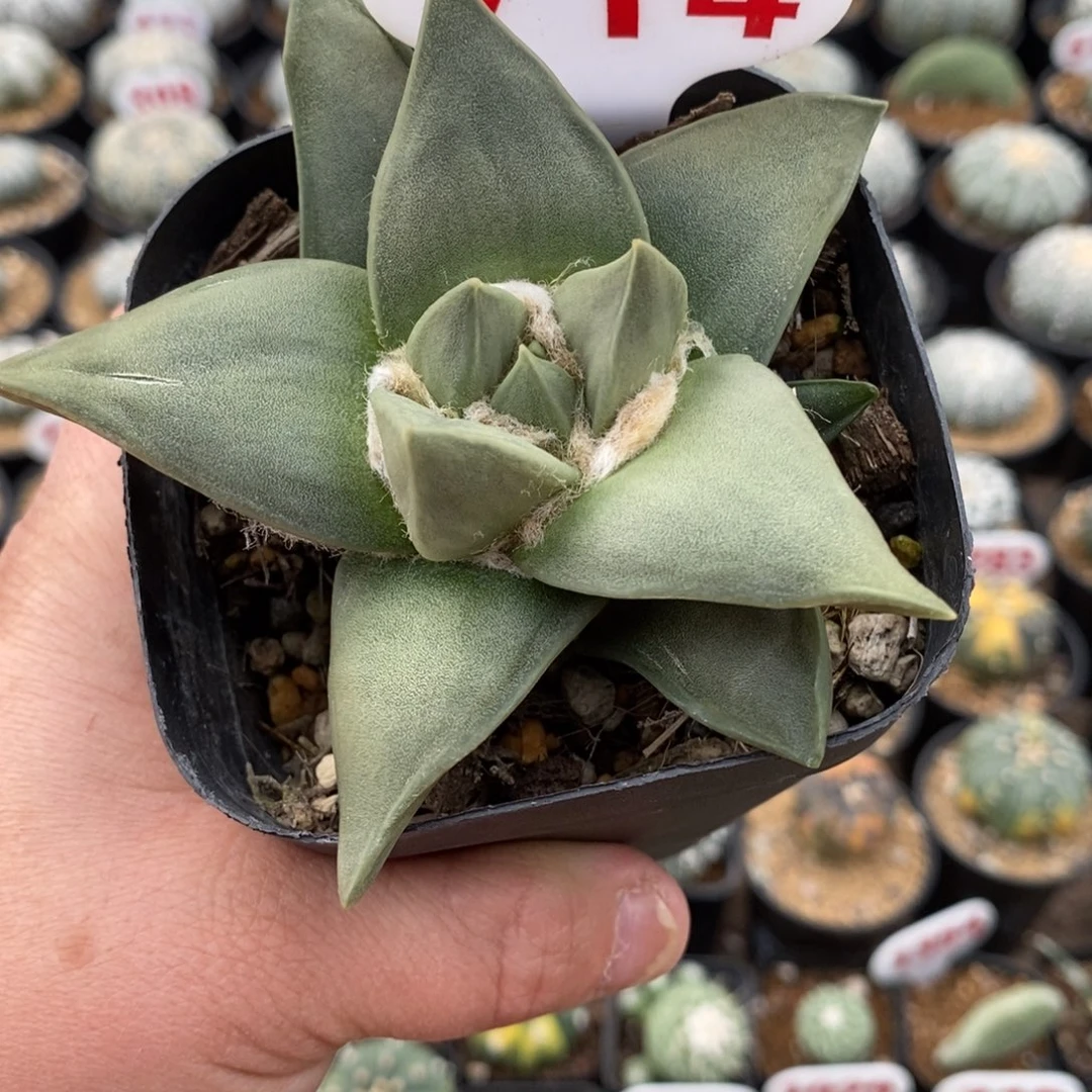 71牡丹福利特价哦