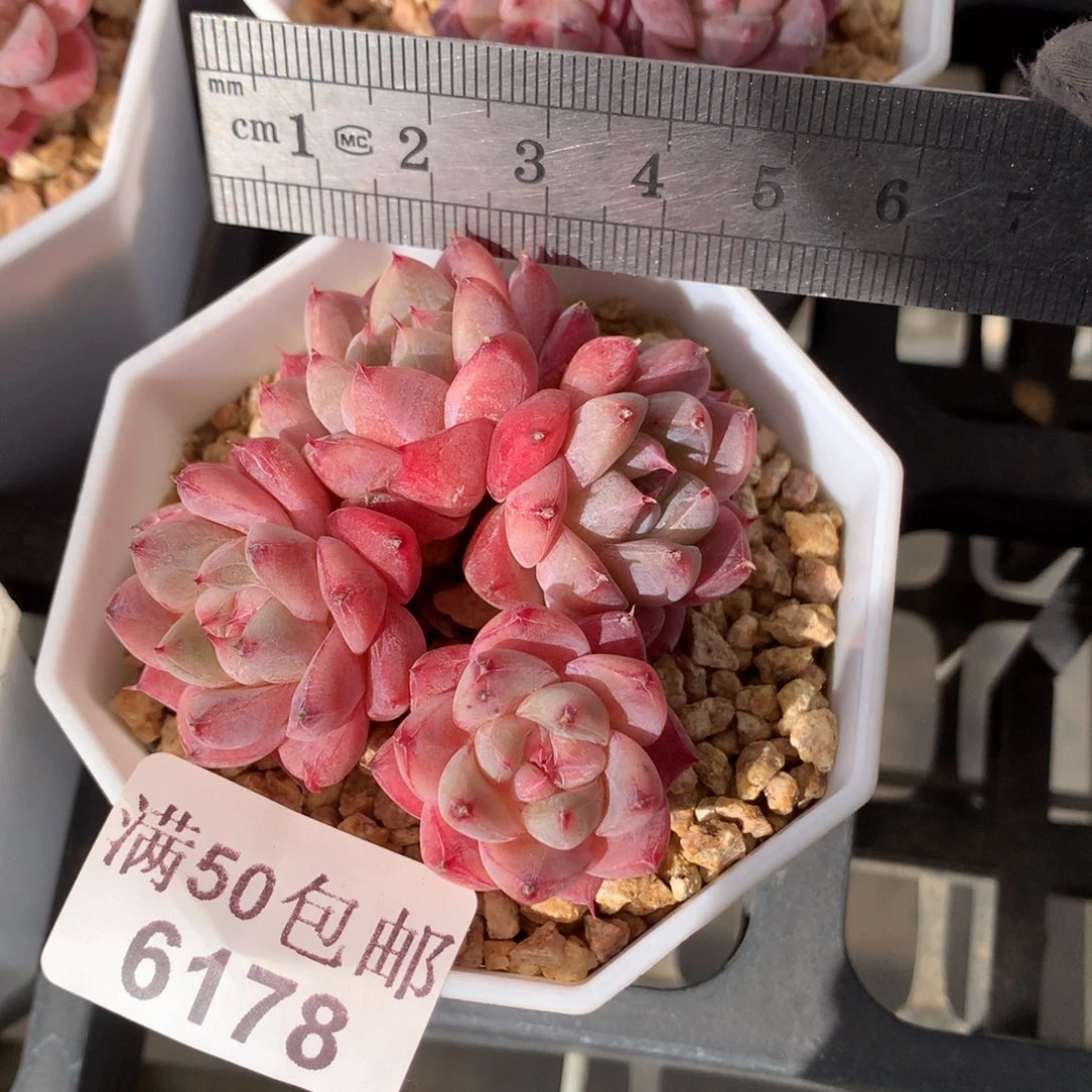 6178。阿尔巴佳人四头群。