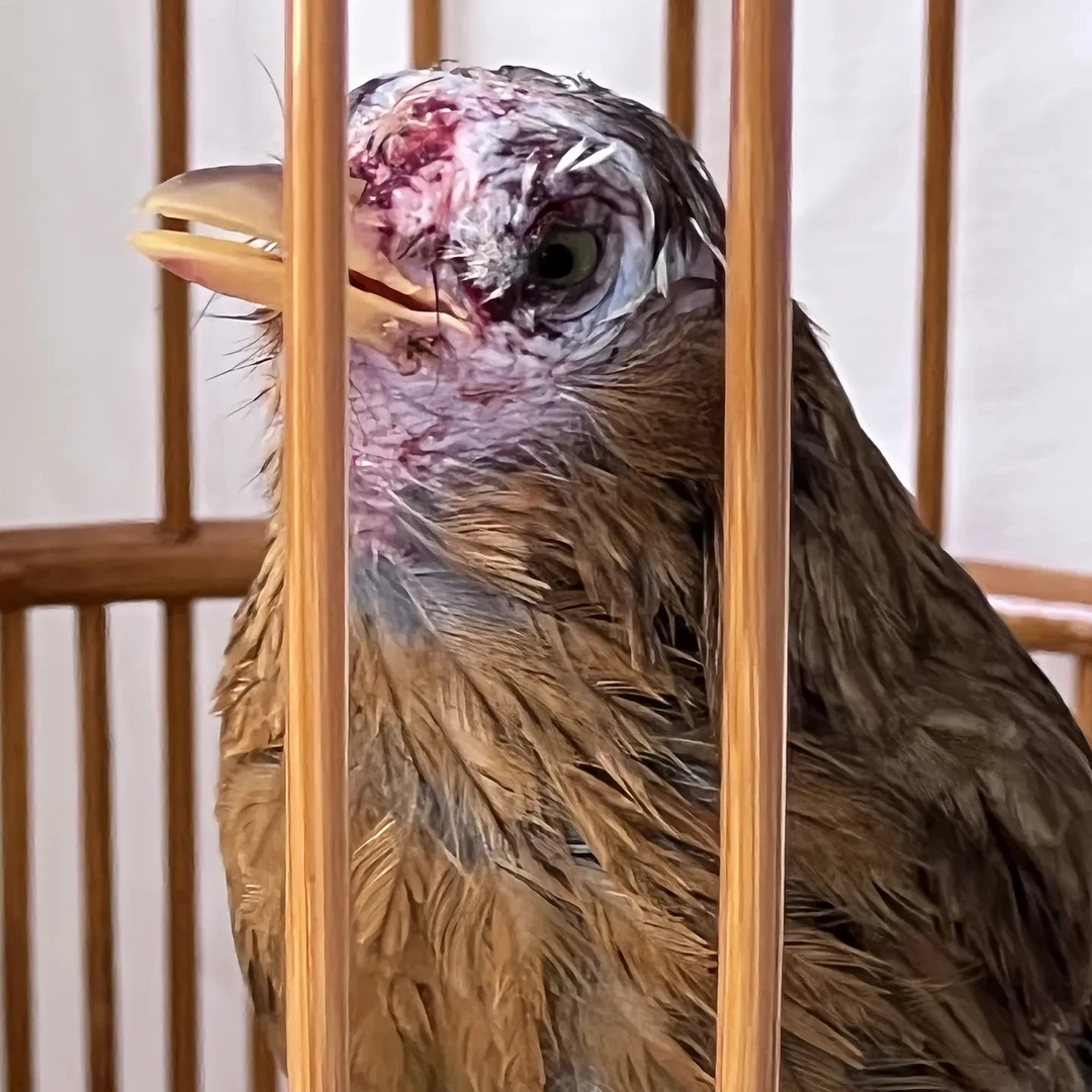 项杨猛将料  画眉鸟食  画眉鸟料