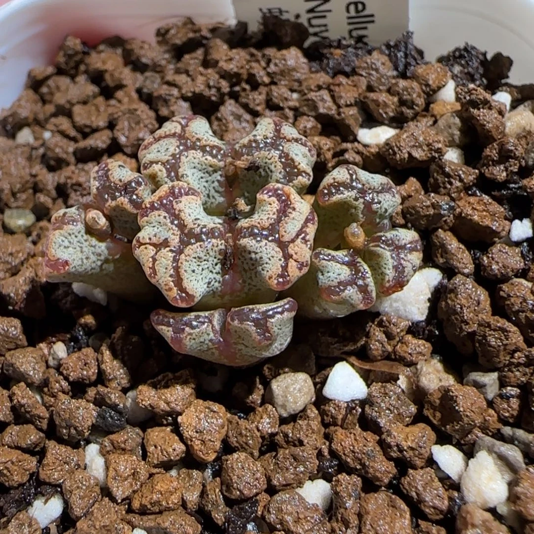 肉锥多肉植物组合-蝴蝶有疤1591