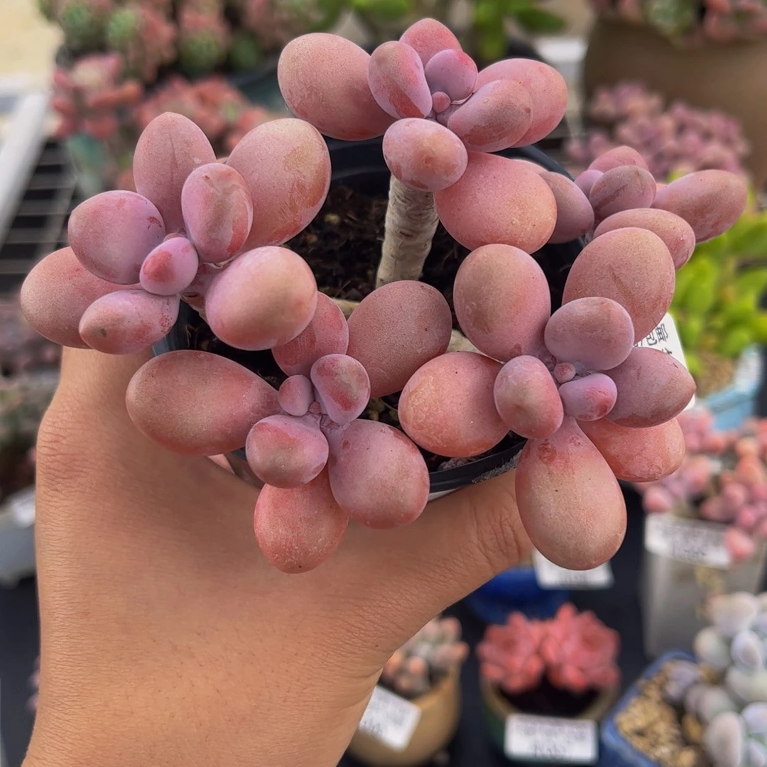 073-糖果桃蛋多肉8cm
