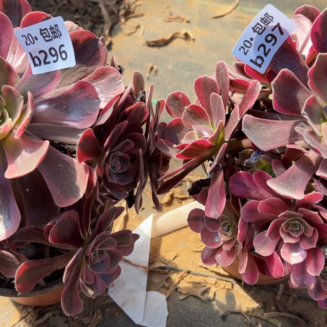 2颗凤冠，爱神，多肉法师