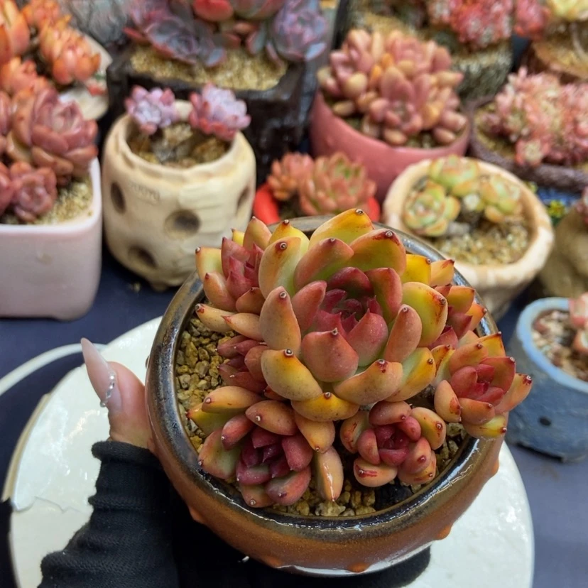 【闪购商品】东云杂