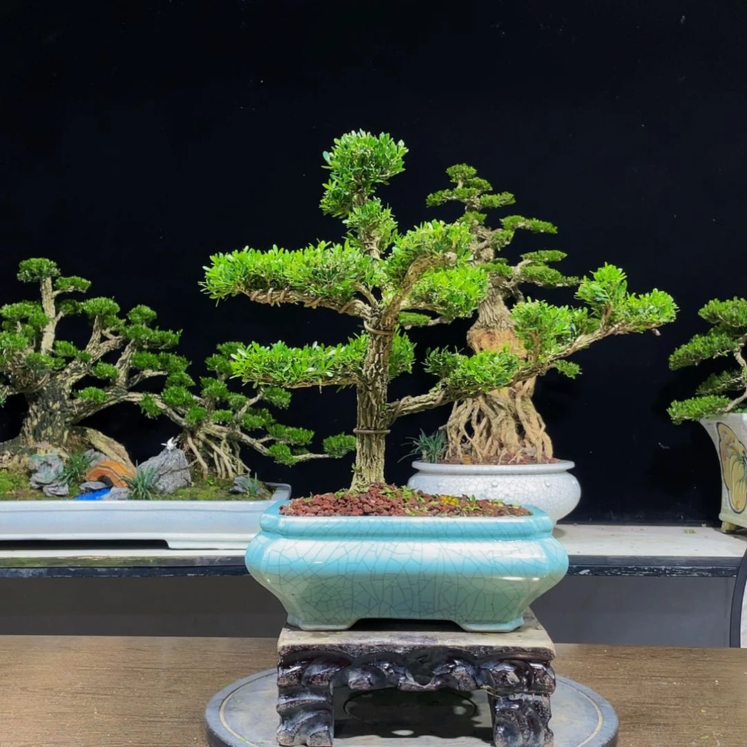 黄杨盆景四季常青
