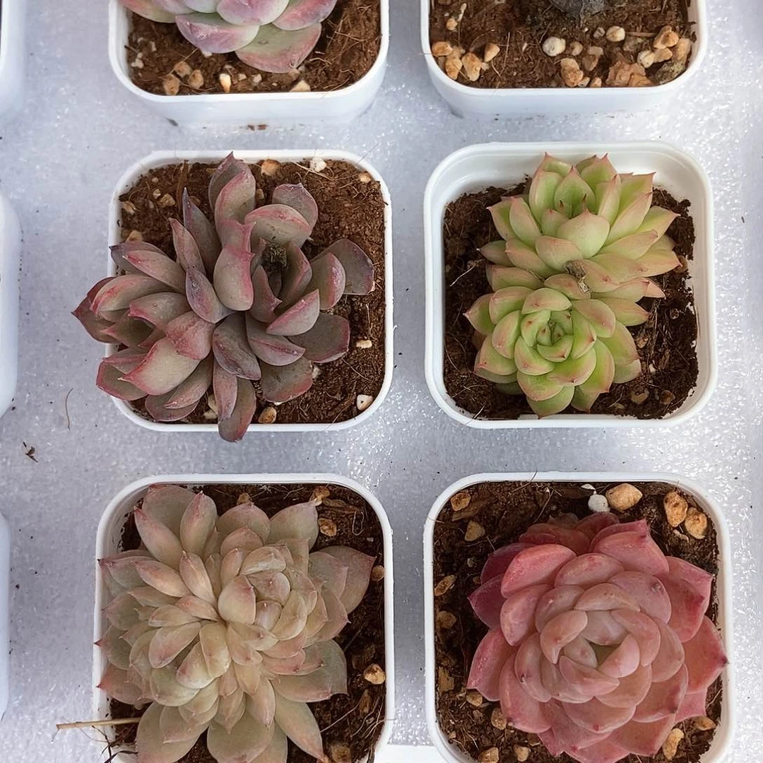 6颗一单包邮4641