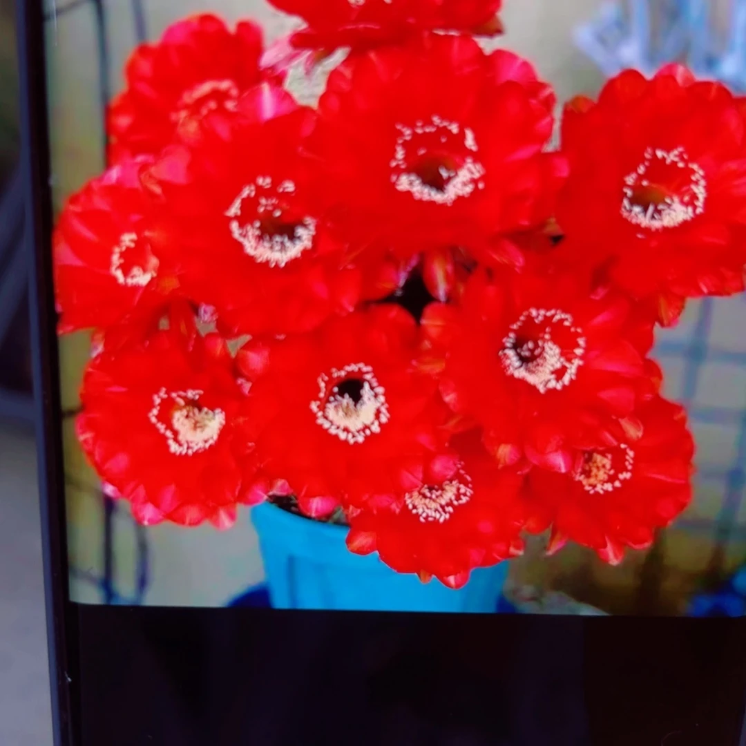 下8彩草心火歪无根侧芽4公分左右20包邮