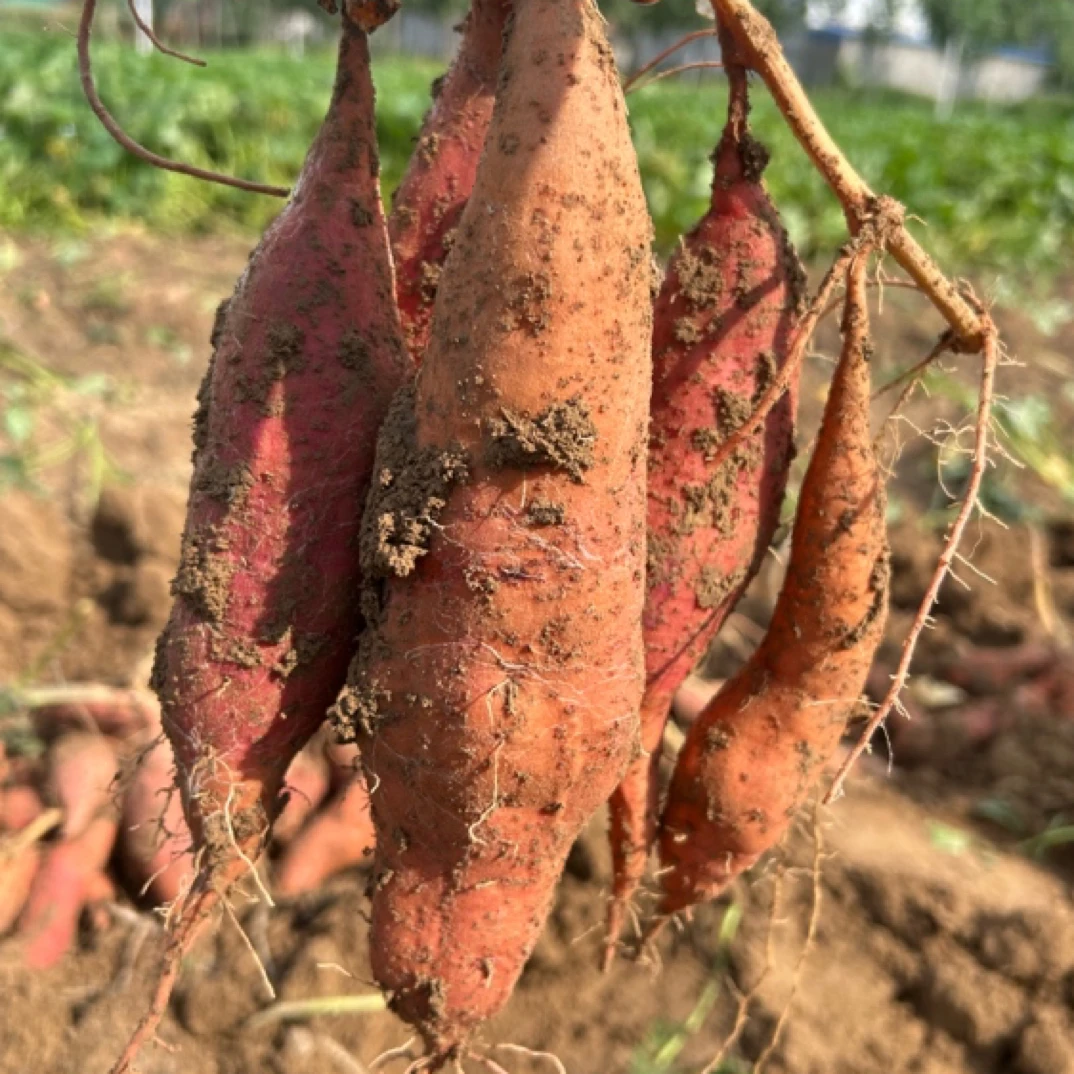 西瓜红红薯香甜软糯新鲜现挖无筋无丝