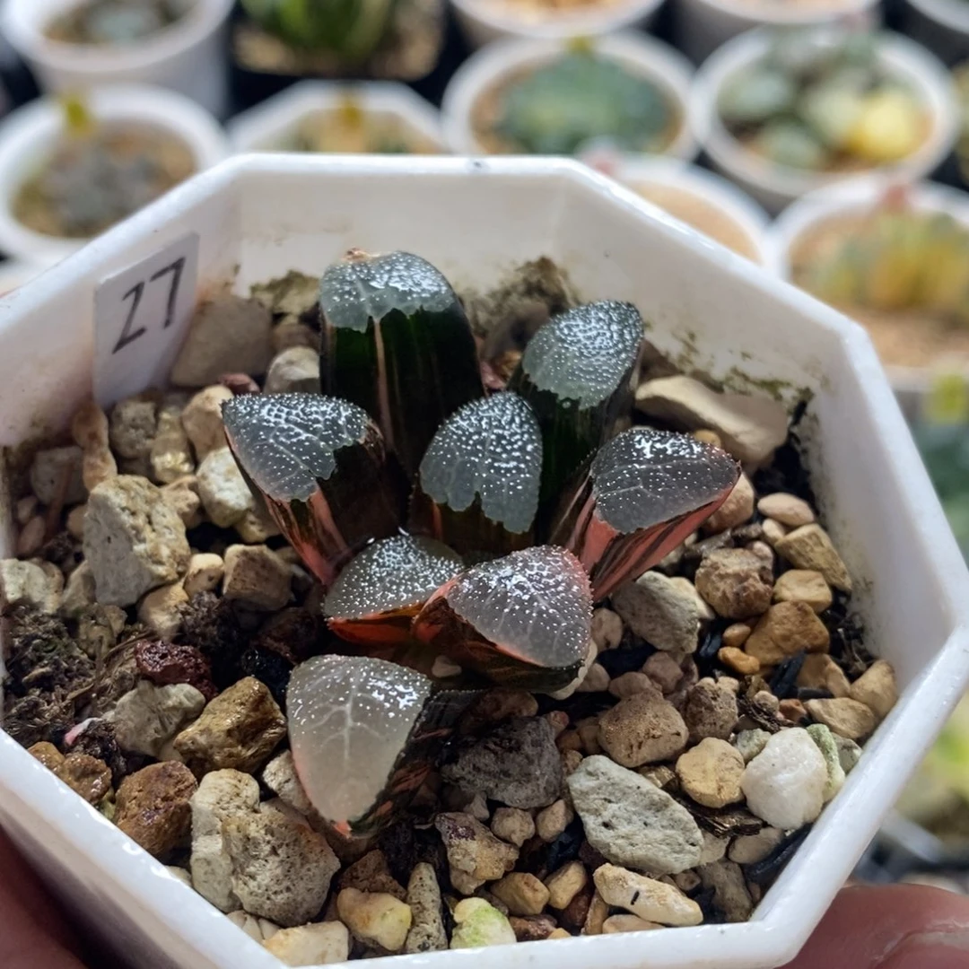 不开花植物27网文克十二卷多肉