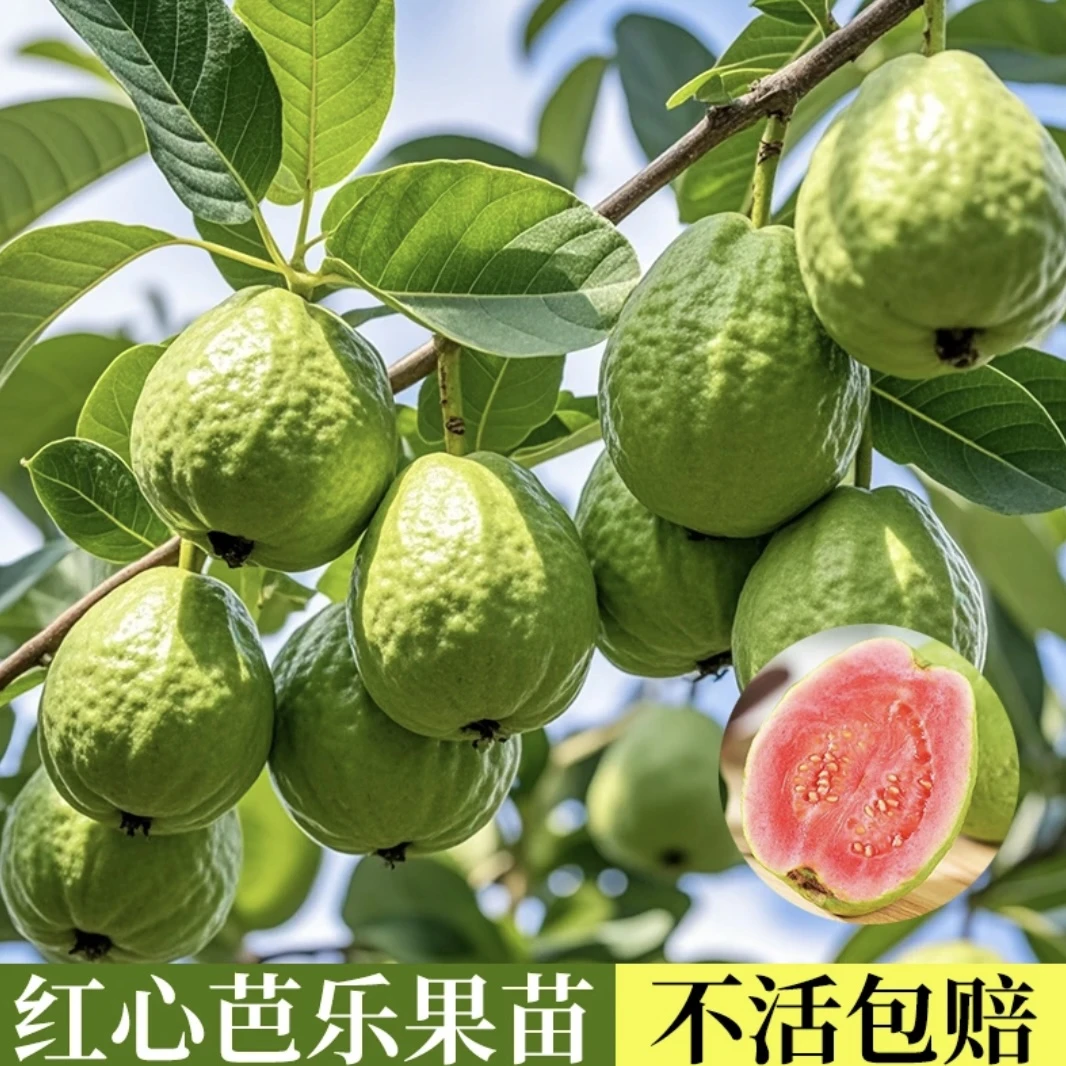 a1西瓜芭乐果树红心番石榴水果苗盆栽地栽易栽培苗当年结果带土