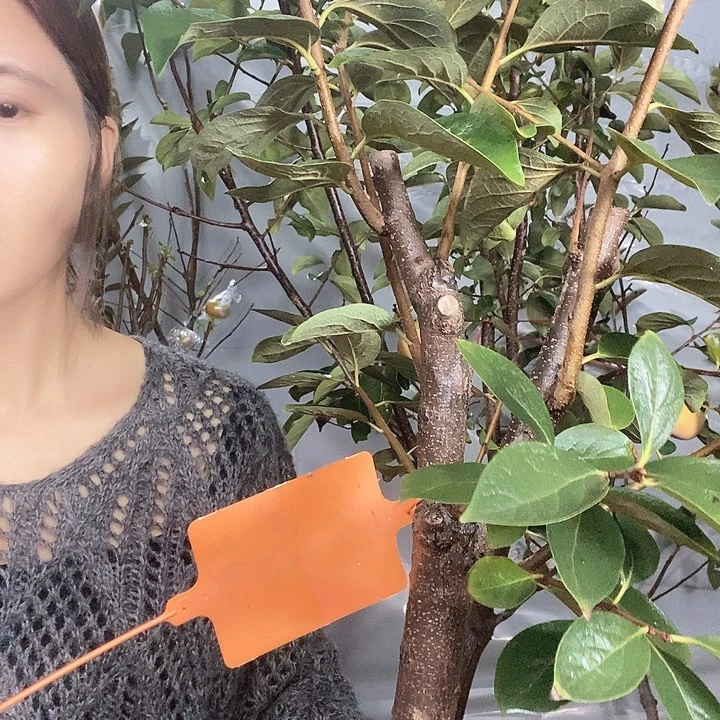 完全开放巧克力脆甜柿子