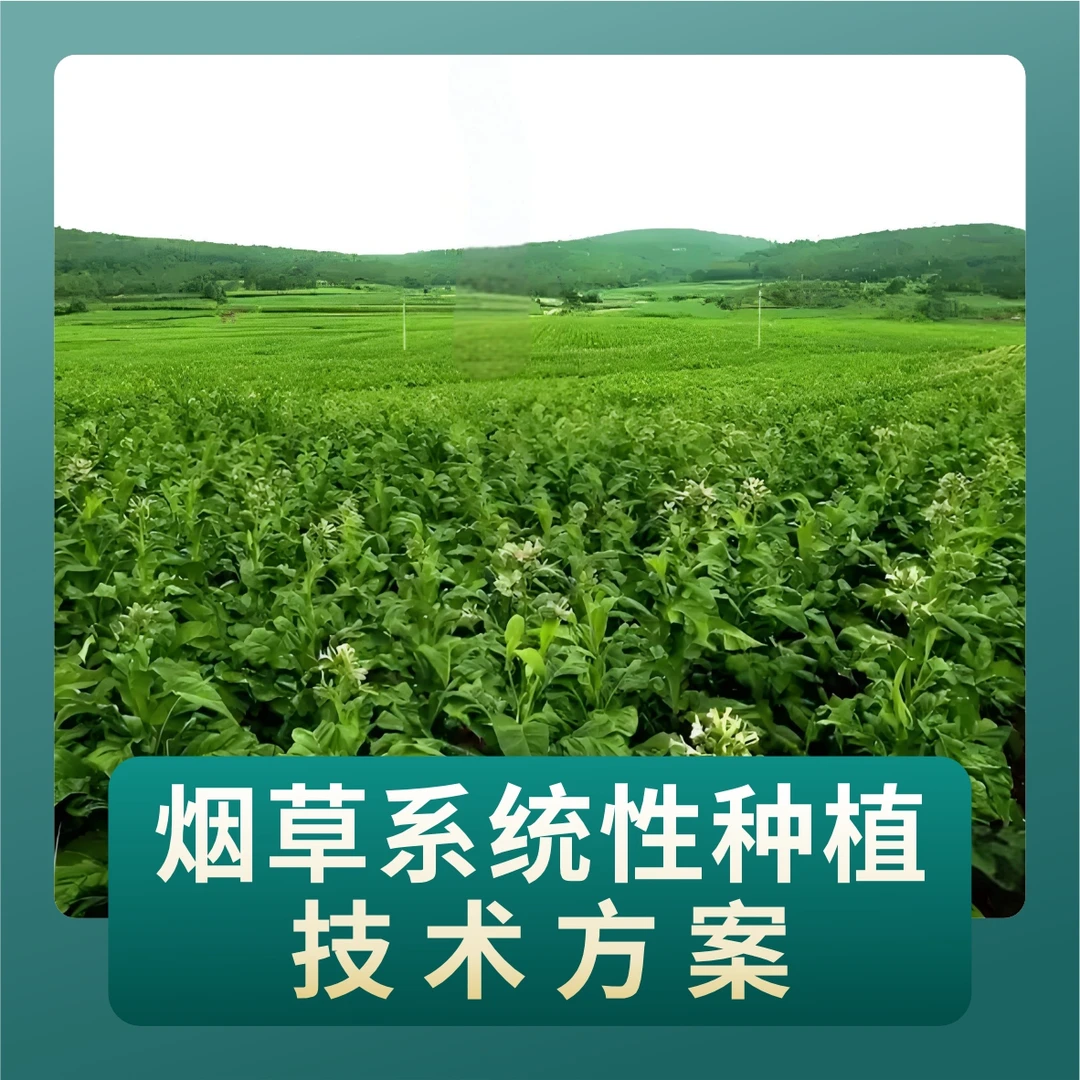 烟草系统性种植技术方案