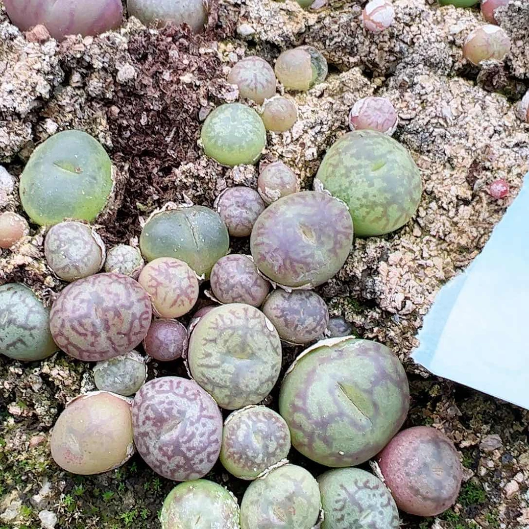 0000量拍吕红×超墨6颗