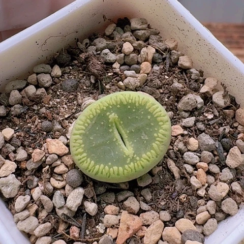 2212绿光阳脱土发货