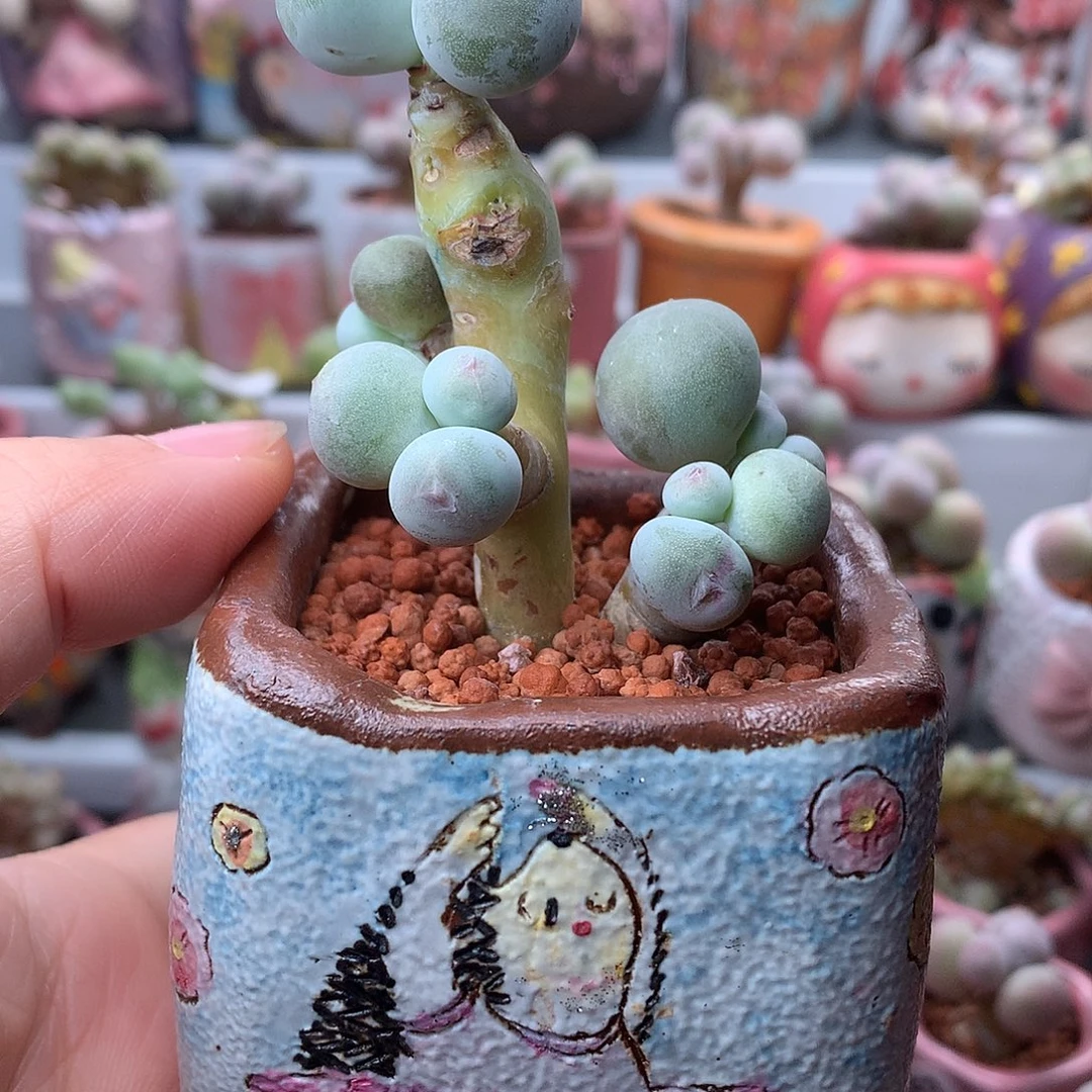 菀***…米可奶酪不带盆发货