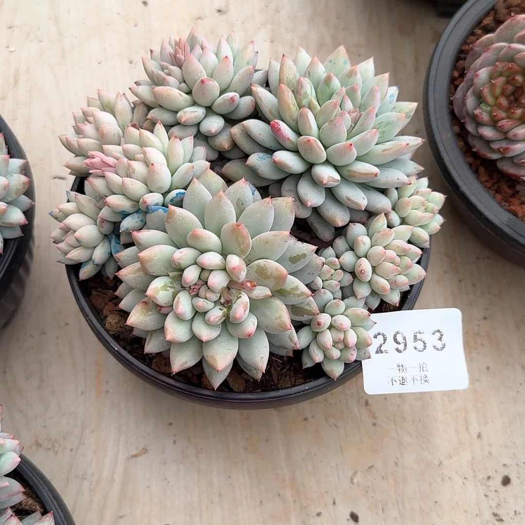 ?****旧2953号明珠美人