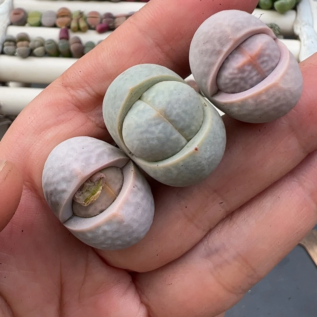 1.1好看的多肉脱土发货105