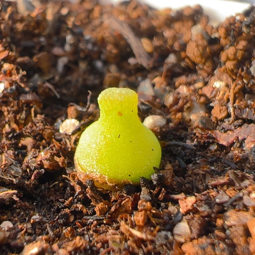 9多肉植物百科葫芦