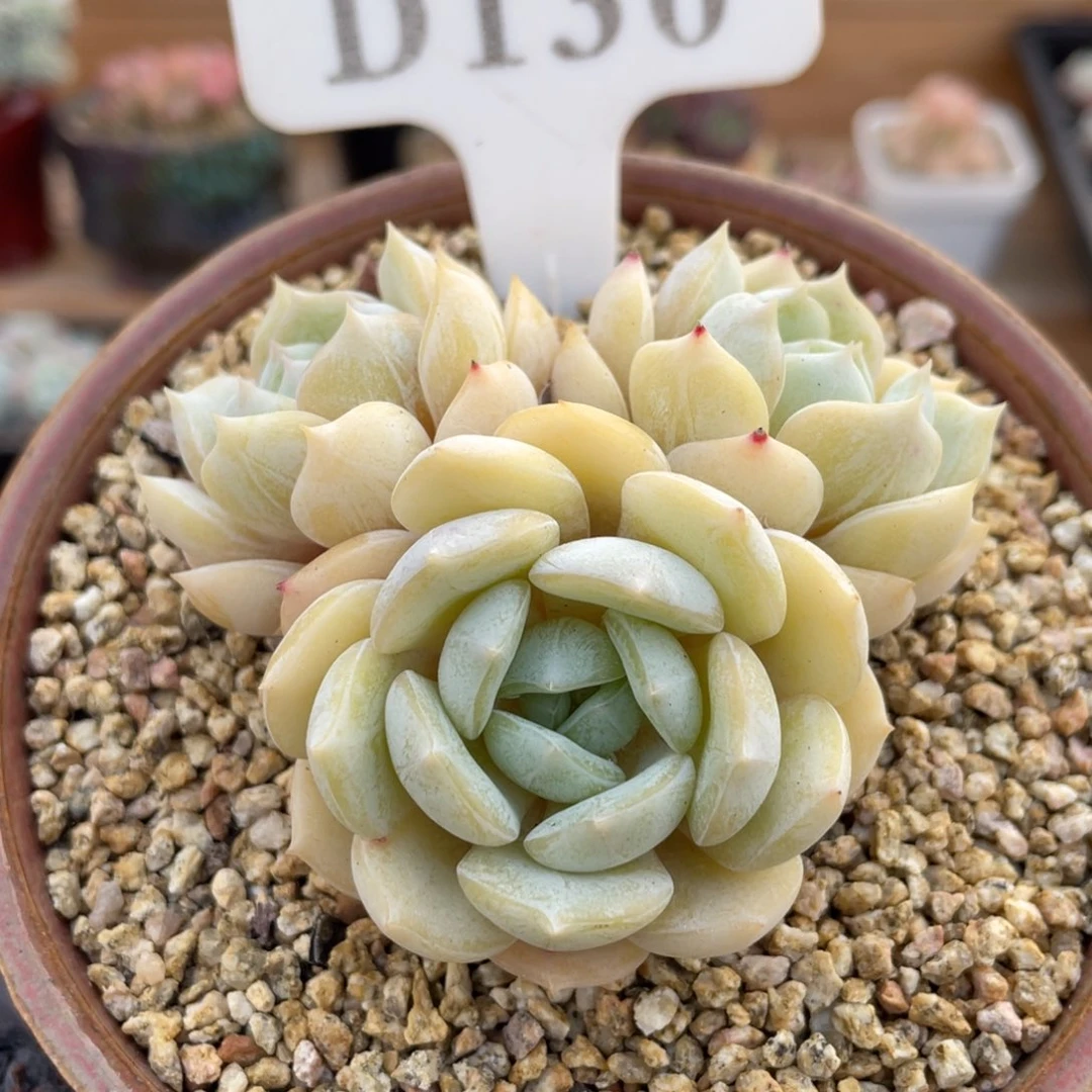 130 劳林3头 7厘米 不带盆