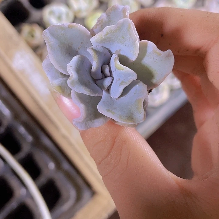 24精品白饺子皮2颗一组