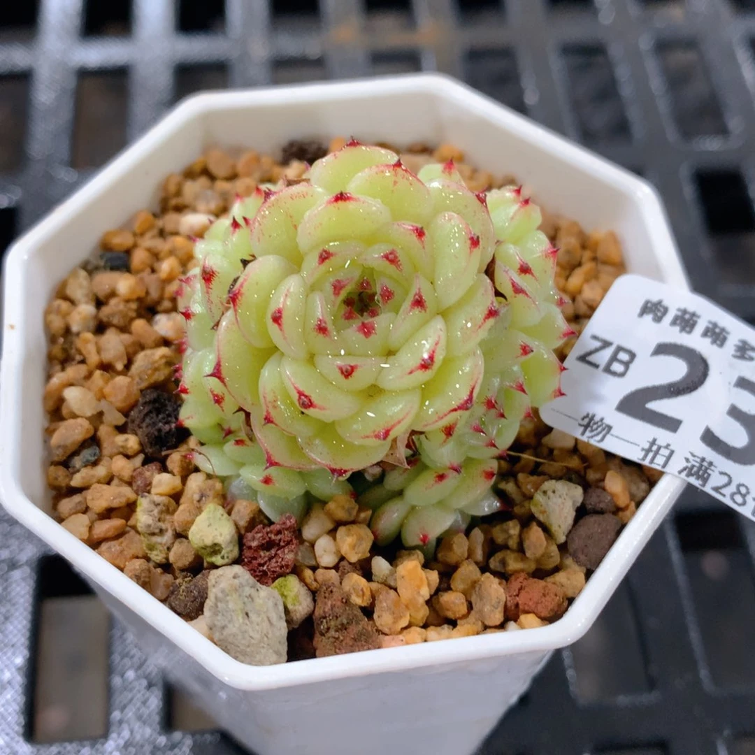 肉萌萌拇指盆精控多肉ZB231