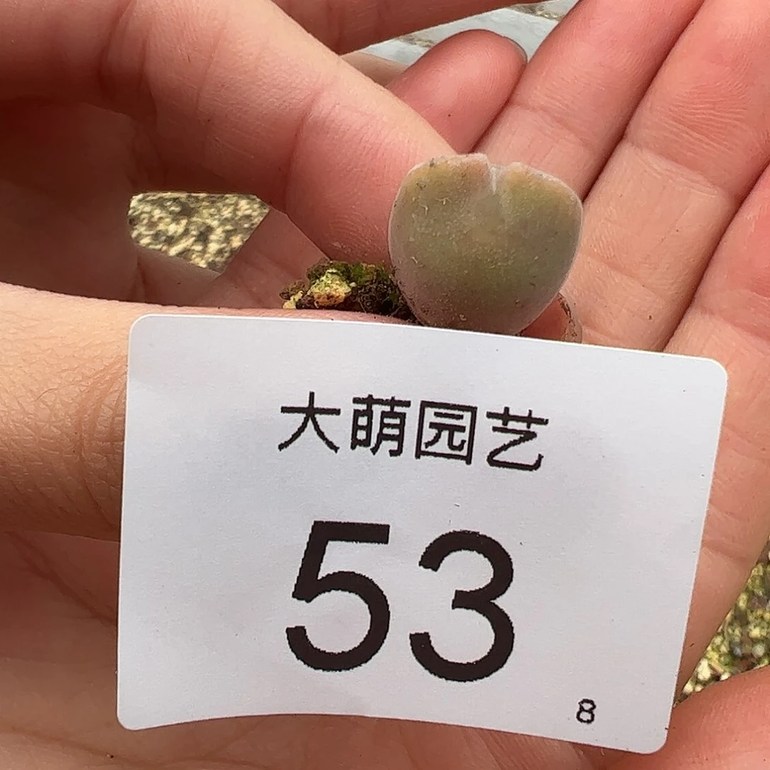 000053 一物一拍……
