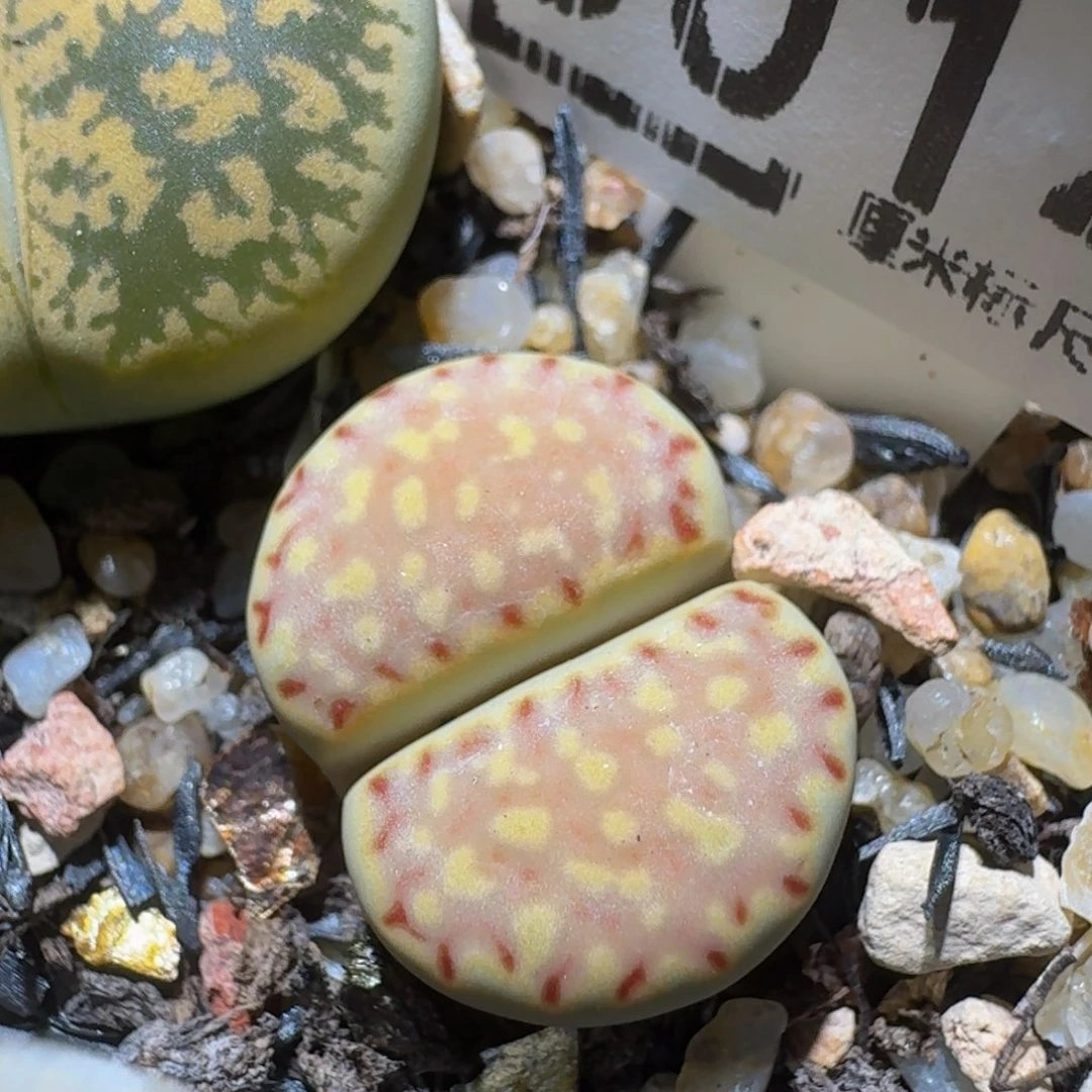 绝绝绝子生石花3014