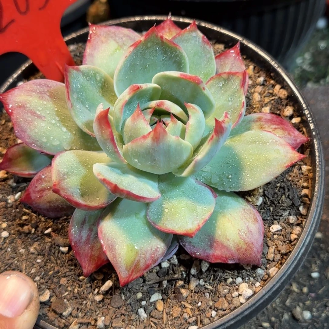 惊鸿一物一拍包装收缩花旱205