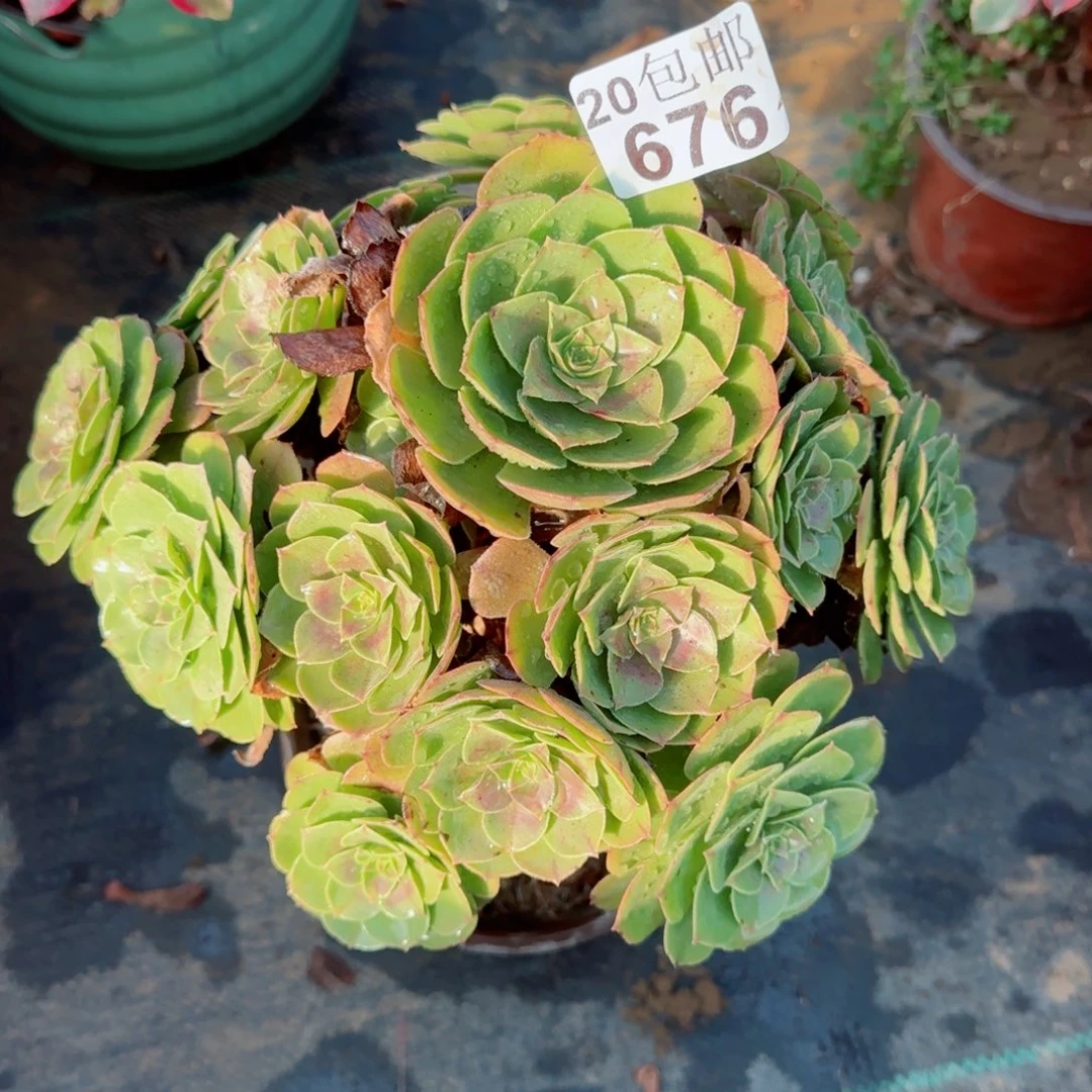 沙拉万676满20包邮断枝不包