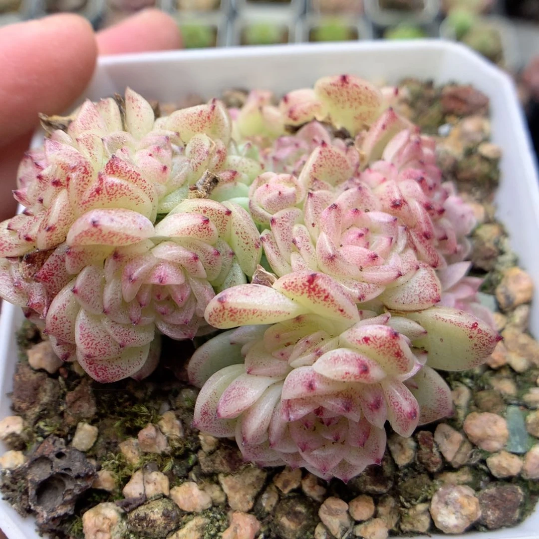 D66定繁编号麦杆T1