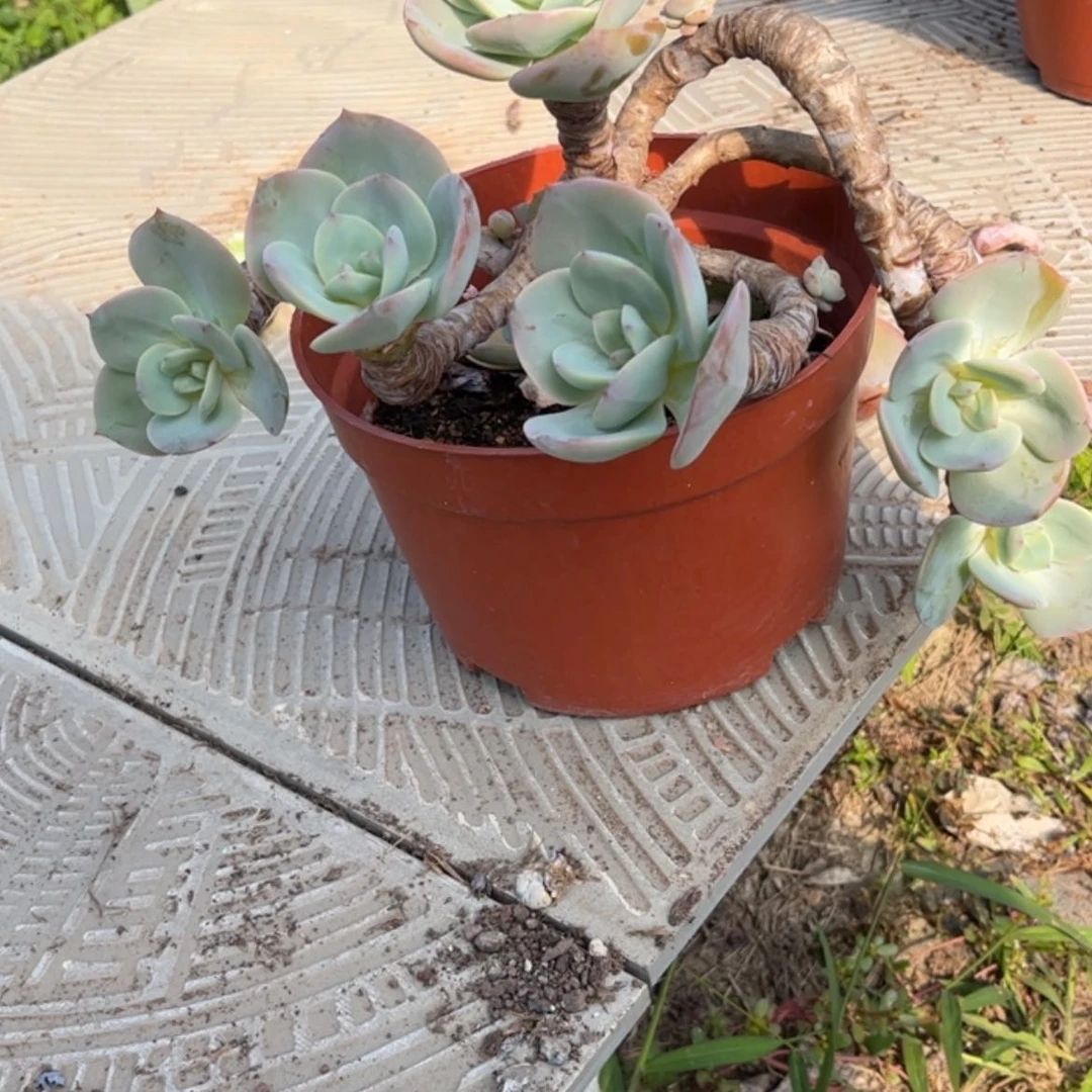 【闪购商品】无花朵好****P