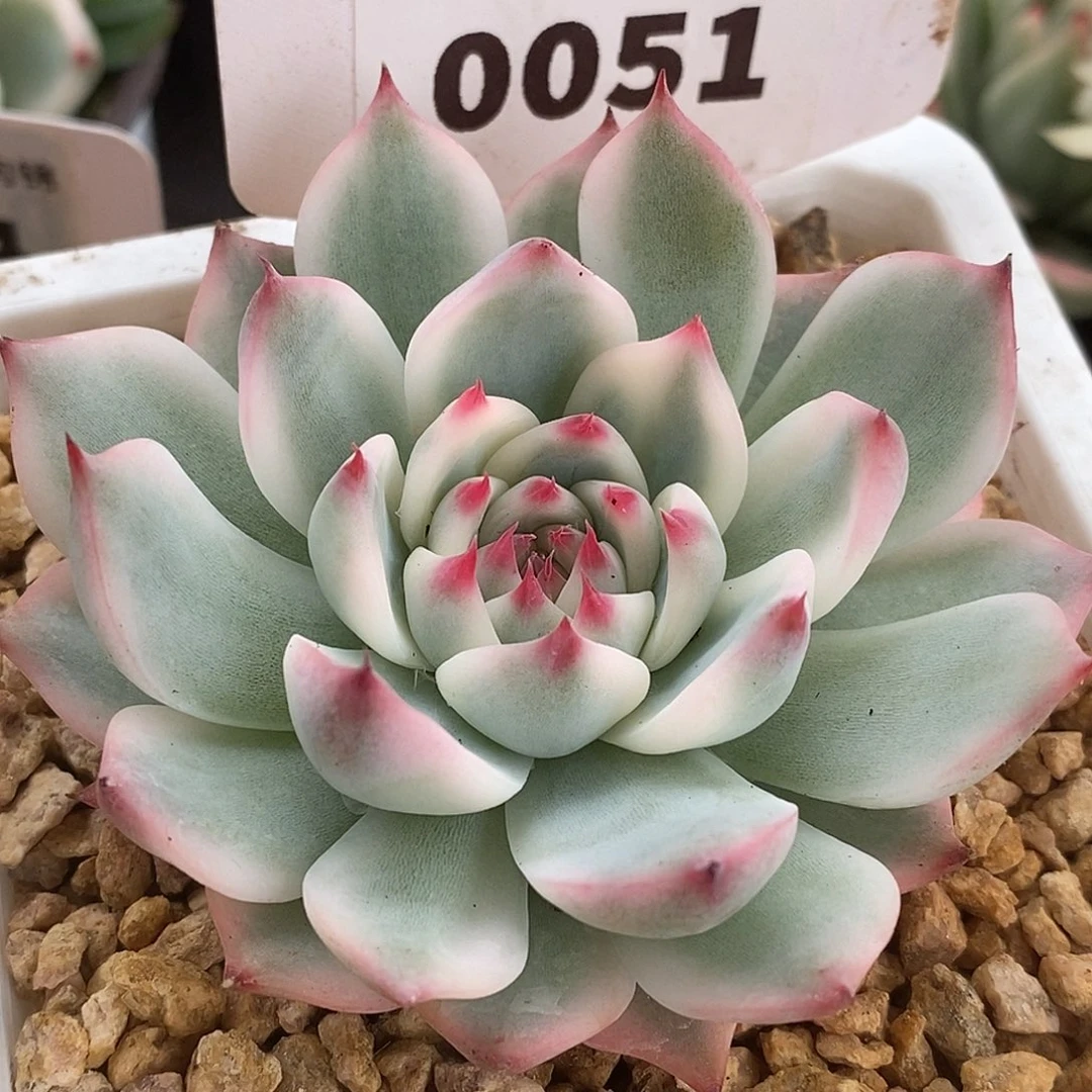 51哈哈哈哈哈哈哈哈哈