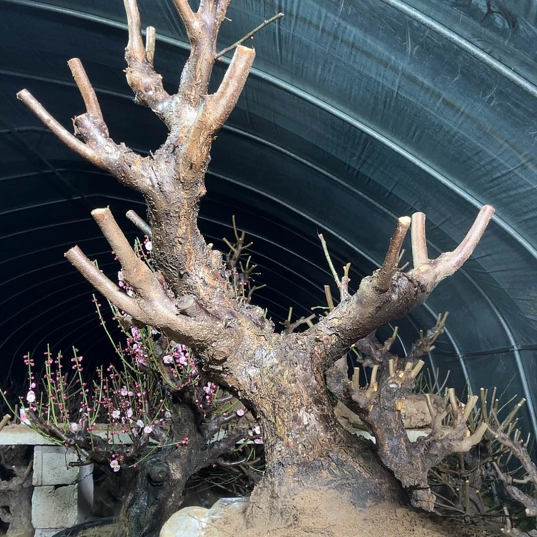 红千鸟红千鸟1棵