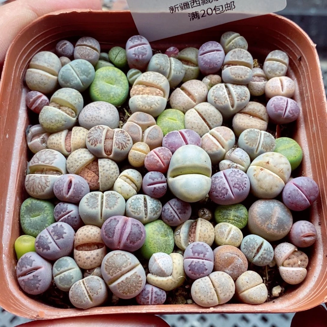 我是一只小小鸟地域鬼的429