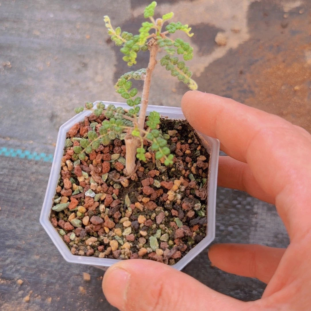 块根植物块根植物