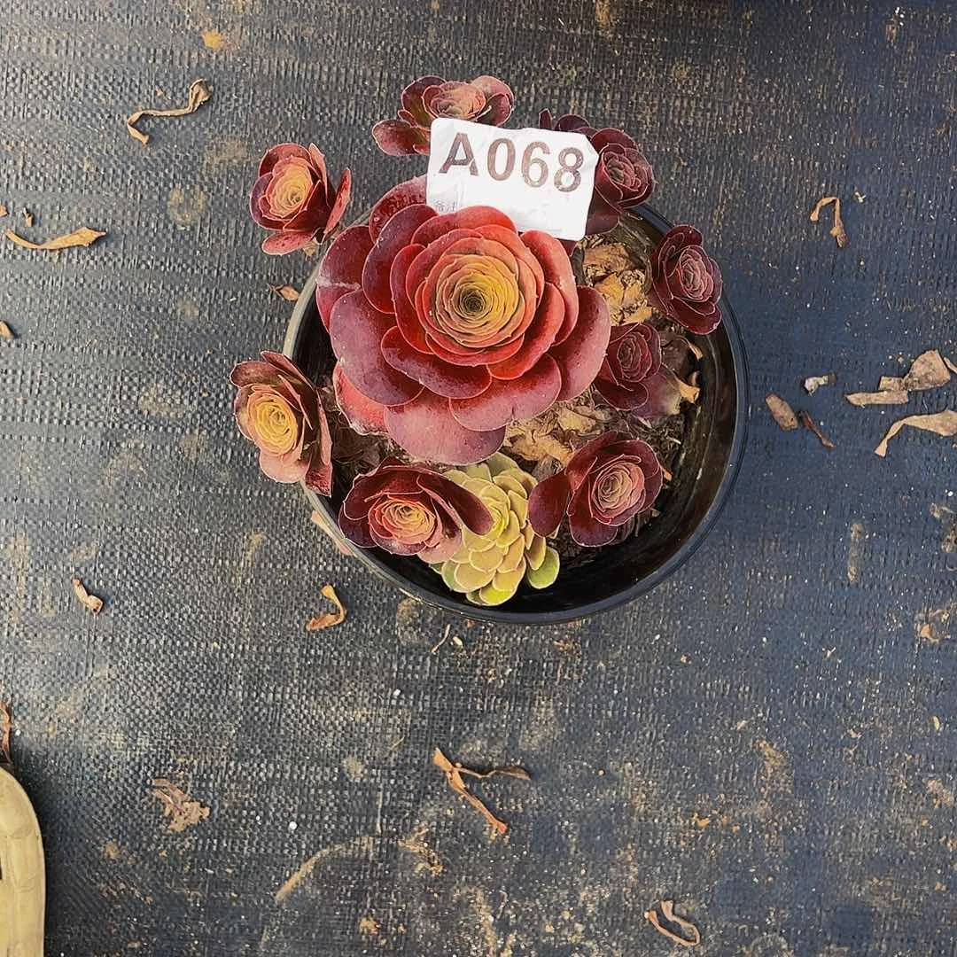 紫**天美金玫瑰068福利