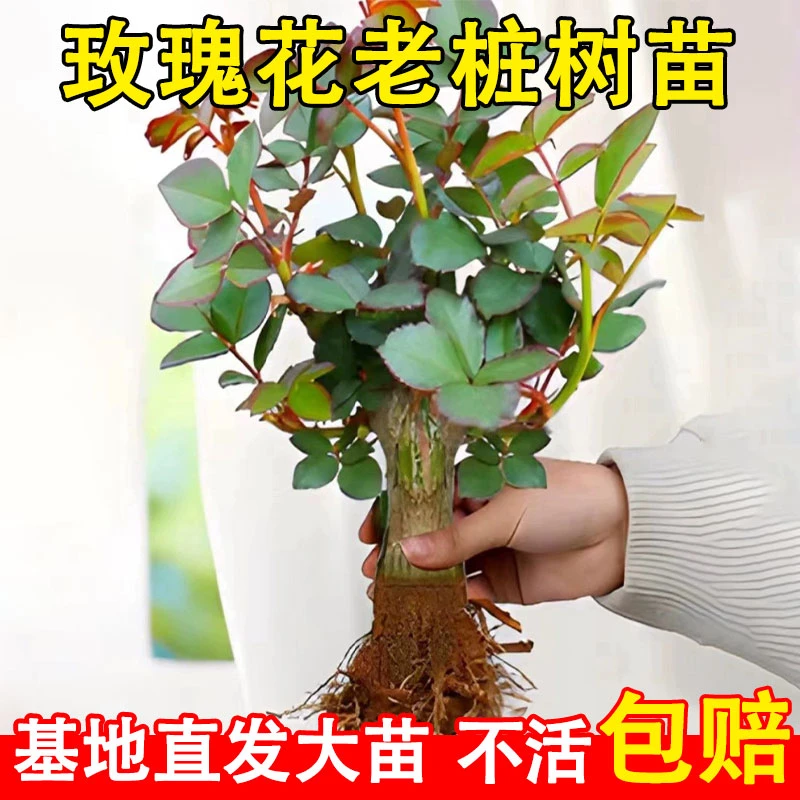 玫瑰花树苗老桩室内阳台月季花卉四季开花耐寒植物盆栽大花浓香