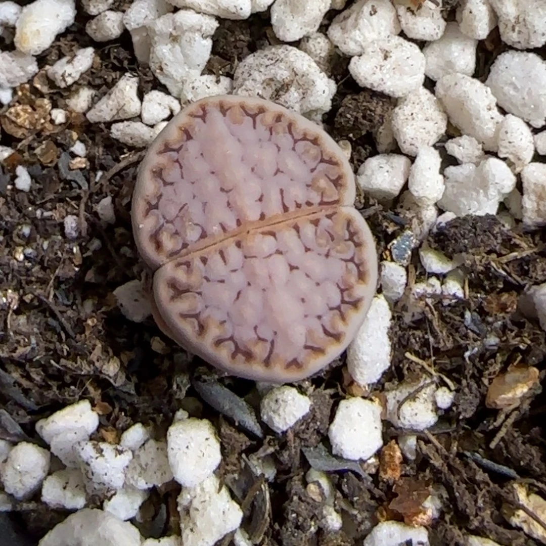 9.15。  c217饼干。 9045