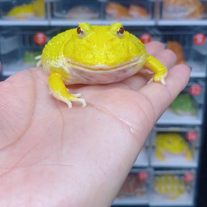 角蛙恭喜发财大吉大利