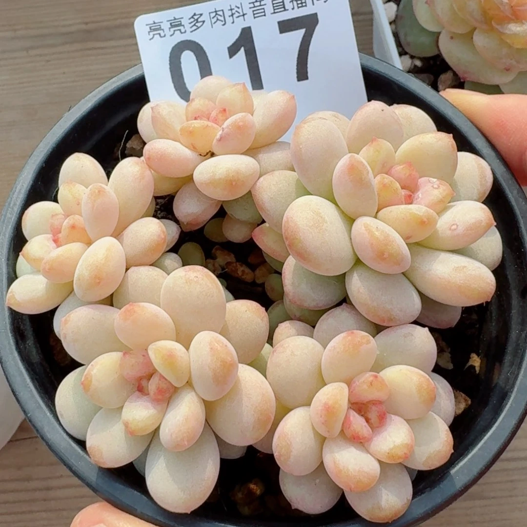 阳光玫瑰         精品多肉