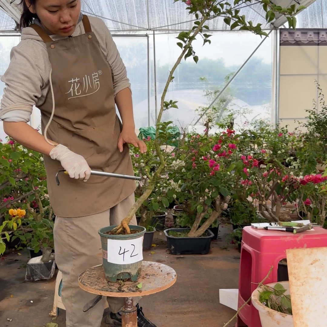 大部分花苞少量开放卡亚塔 42