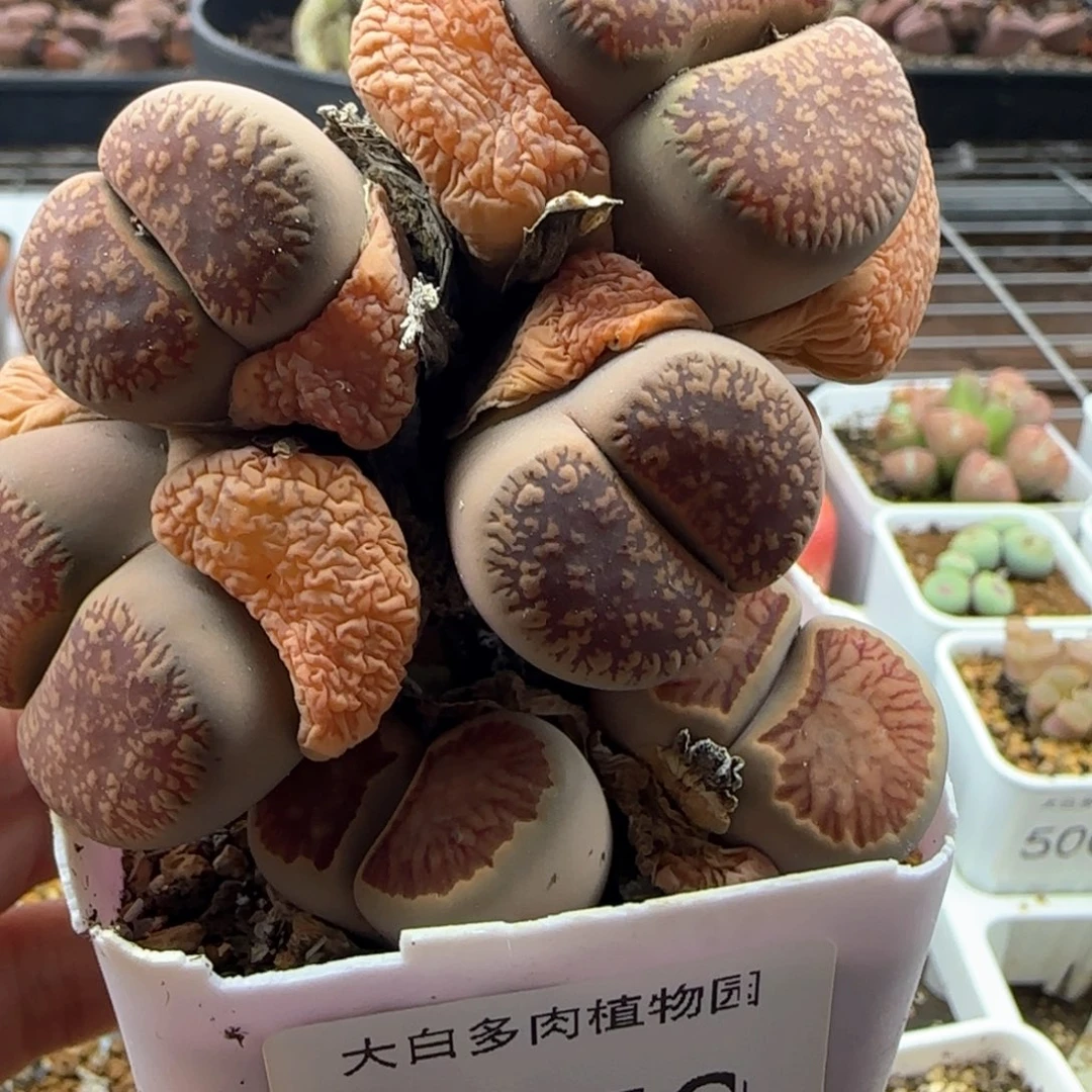 萧*@5053大白多肉植物园