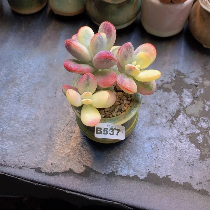 兰***一物一拍含盆土满38包邮B537