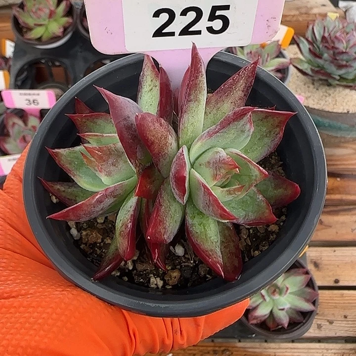 225 惊鸿仙子多肉植物