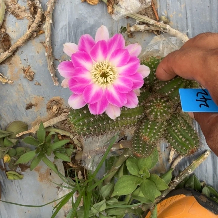 苗接白檀仙人掌242